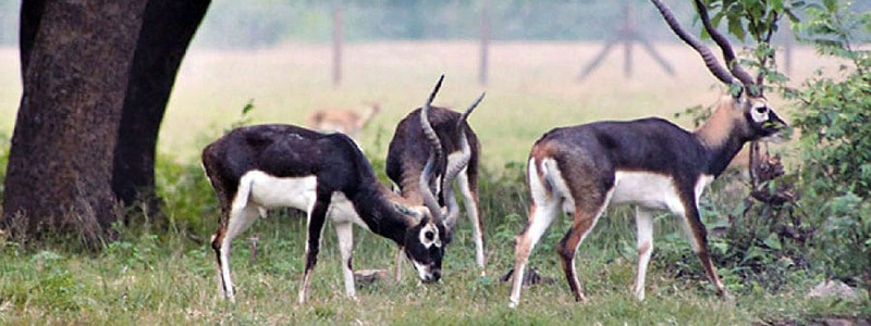 Bardiya National Park