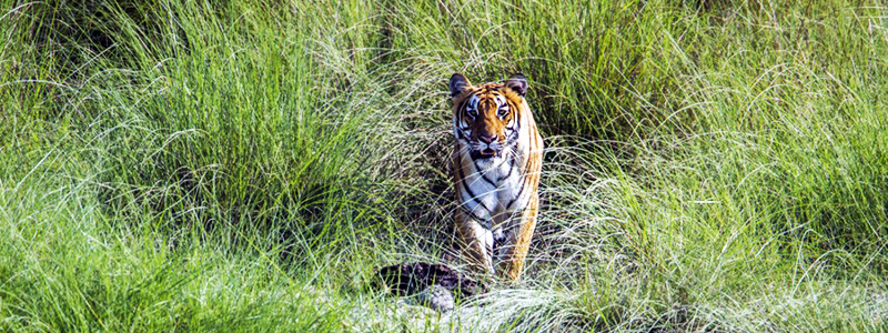 Royal Bengal tiger