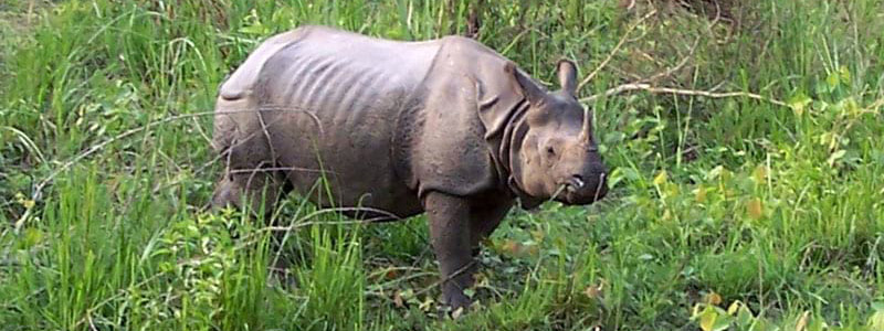 Rhino